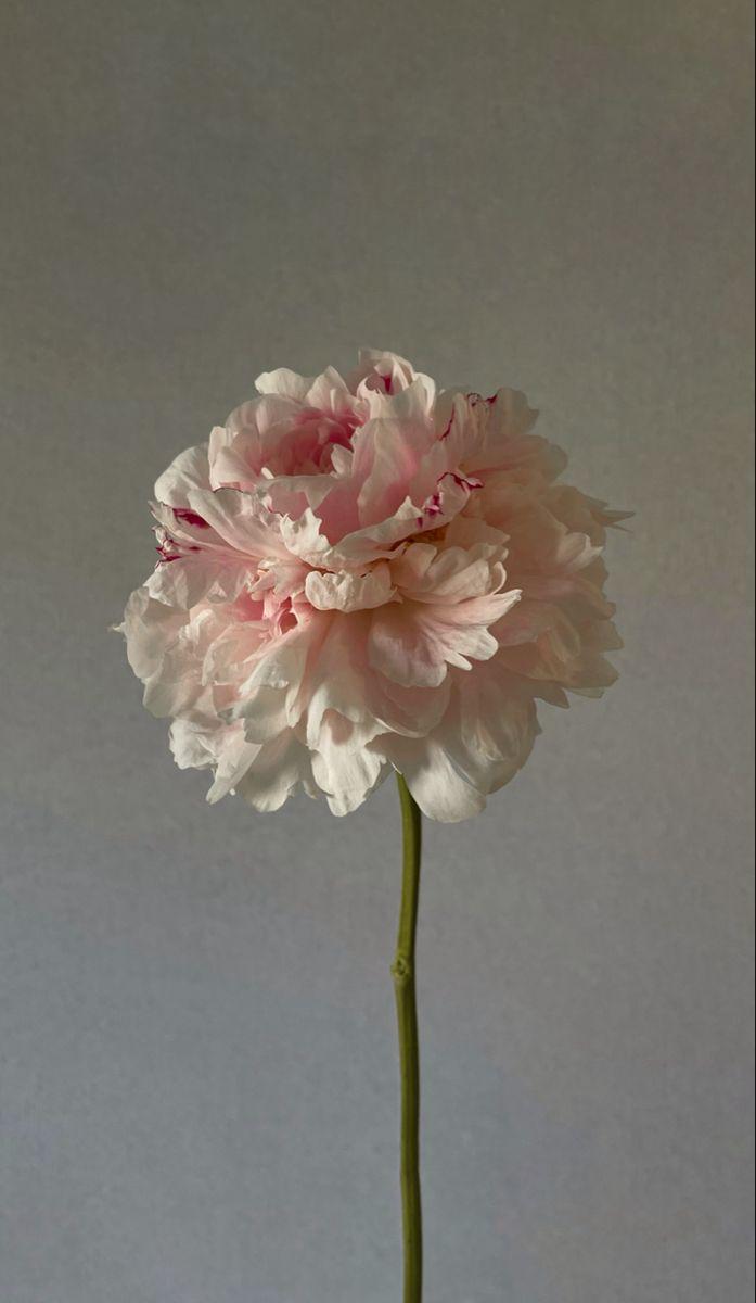 KitchenCalmHarbor workshop space where corporate flower arrangements are designed and prepared for business delivery